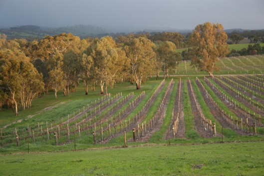 Dutschke vineyard 0809 016